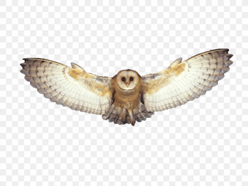 Barn Owl Desktop Wallpaper, PNG, 1024x768px, Owl, Animal, Barn Owl, Beak, Bird Download Free