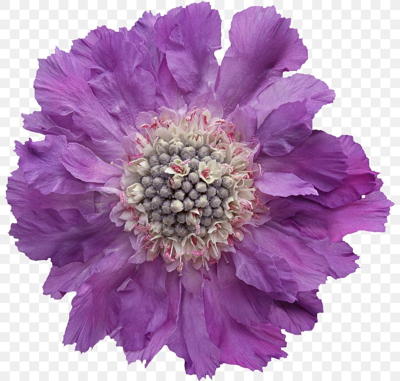 Flower Purple Violet, PNG, 800x780px, Flower, Annual Plant, Aster, Chrysanths, Cielab Color Space Download Free