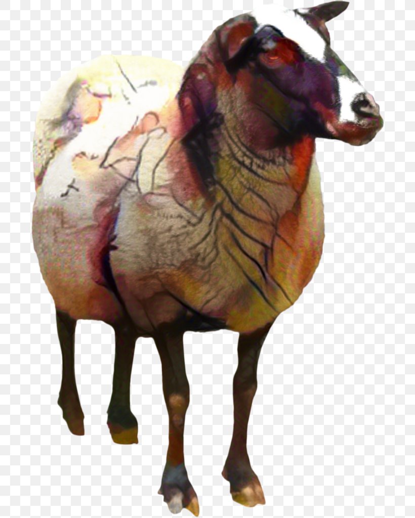 Pelibuey Sheep Clip Art Goat Desktop Wallpaper, PNG, 699x1024px, Goat, Animal Figure, Art, Bovine, Desktop Metaphor Download Free