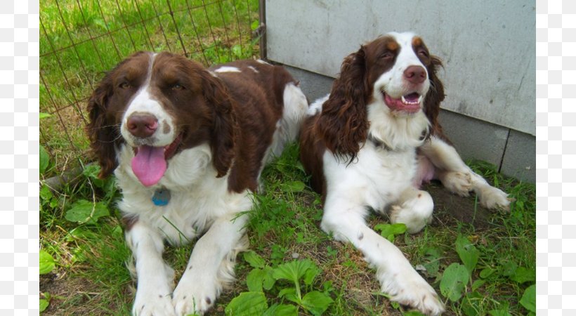 English Springer Spaniel Welsh Springer Spaniel Drentse Patrijshond French Spaniel Field Spaniel, PNG, 800x450px, English Springer Spaniel, Breed, Carnivoran, Companion Dog, Crossbreed Download Free