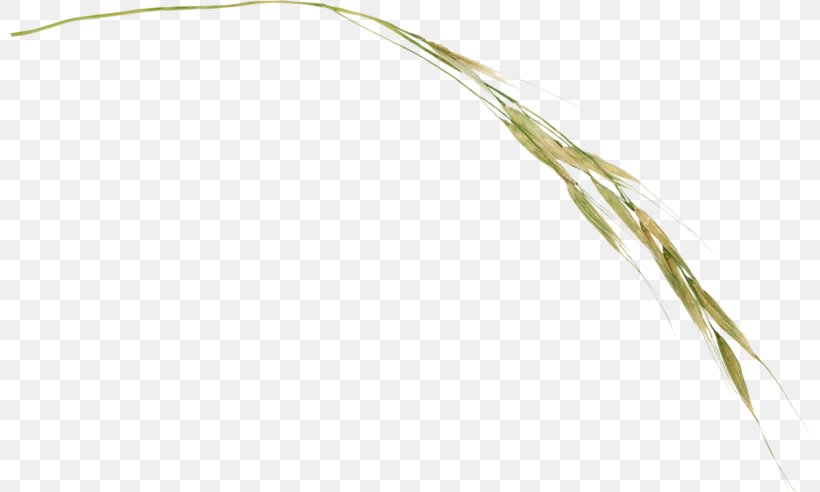 Grasses Twig Plant Stem Cereal Grain, PNG, 800x492px, Grasses, Cereal, Commodity, Family, Food Download Free