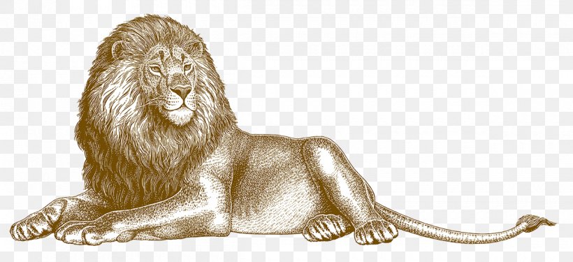Lion Illustration, PNG, 1200x549px, Lion, Animatic, Big Cat, Big Cats, Carnivoran Download Free