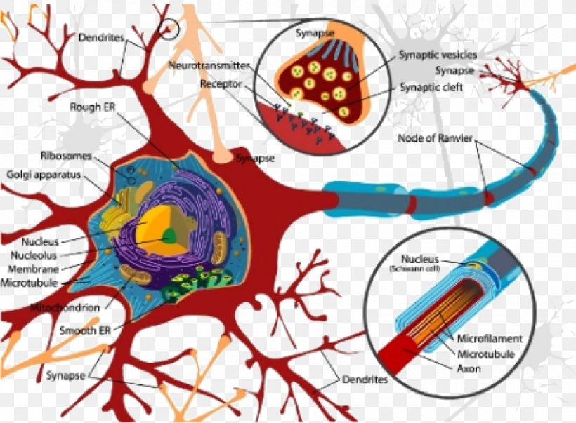 Neuron Cell Soma Nerve Nervous System, PNG, 1070x788px, Watercolor, Cartoon, Flower, Frame, Heart Download Free