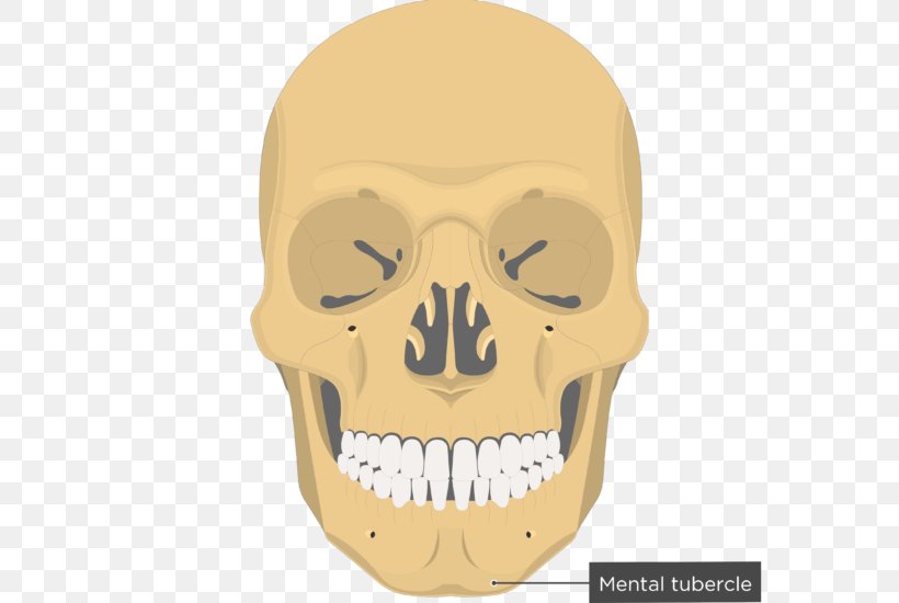 Vomer Nasal Bone Nasal Concha Lacrimal Bone, PNG, 682x550px, Vomer, Anatomy, Bone, Ethmoid Bone, Face Download Free