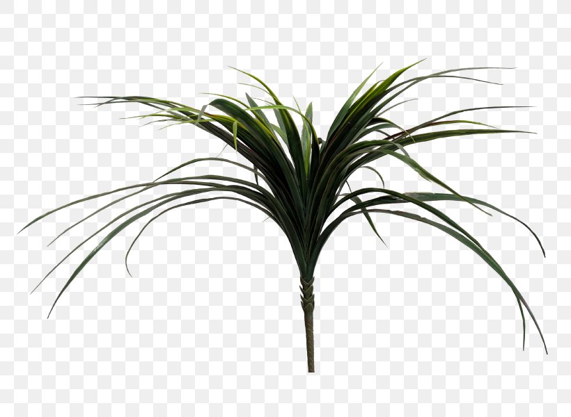 Arecaceae Grasses Plant Stem Leaf Tree, PNG, 800x600px, Arecaceae, Arecales, Grass, Grass Family, Grasses Download Free