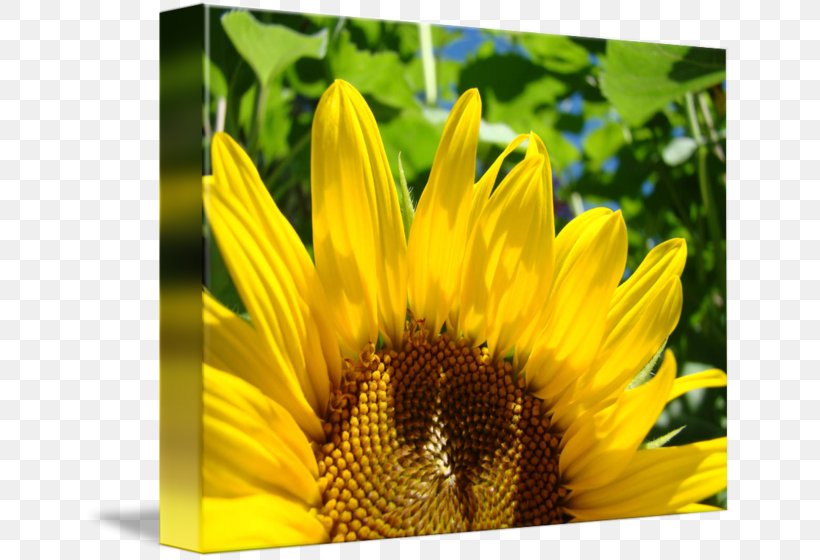 Art Zazzle Sunflower Seed Secretary, PNG, 650x560px, Art, Administrative Assistant, Antique, Bee, Daisy Family Download Free