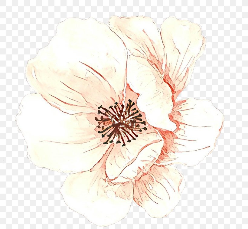 Flower Art Watercolor, PNG, 800x757px, Rose Family, Blossom, Drawing, Ear, Flower Download Free