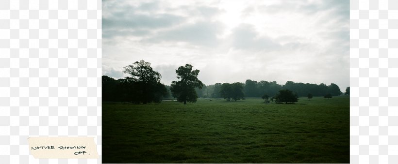 Grassland Lawn Biome Rural Area Grasses, PNG, 1240x513px, Grassland, Atmosphere, Biome, Cloud, Ecosystem Download Free