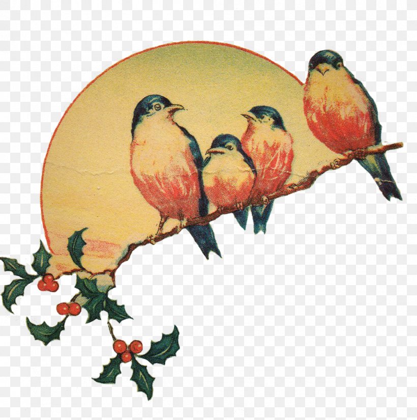 Lovebird, PNG, 1002x1009px, Bird, Beak, Branch, Finch, Lovebird Download Free