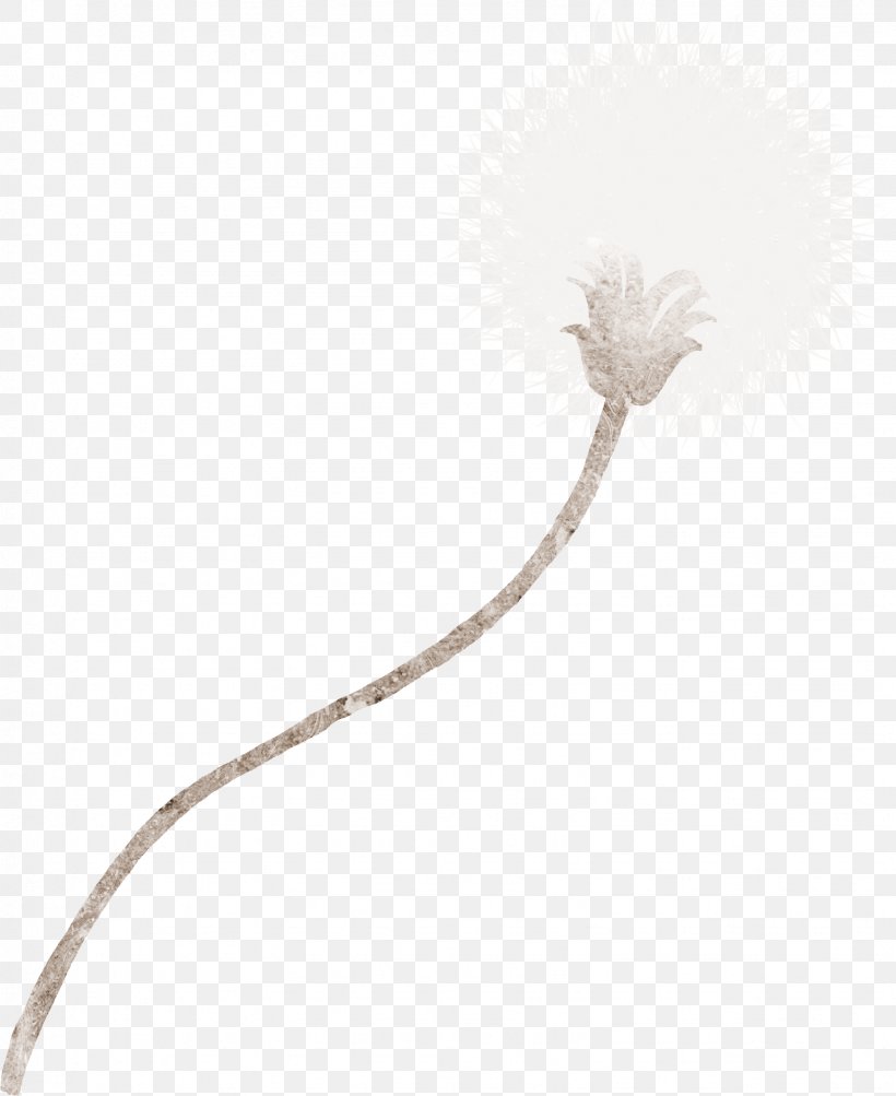 Common Dandelion Cartoon Illustration, PNG, 1542x1887px, Common Dandelion, Beige, Black And White, Cartoon, Chicory Download Free