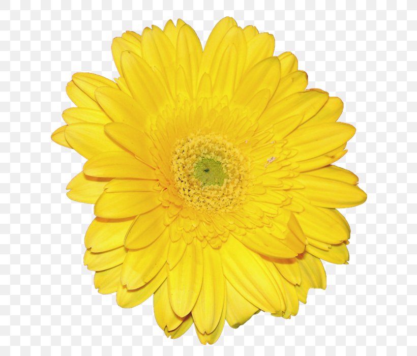 Dandelion Clip Art, PNG, 700x700px, Dandelion, Chrysanthemum, Chrysanths, Common Sunflower, Cut Flowers Download Free