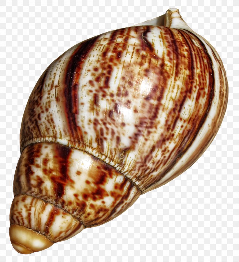 Giant African Snail Gastropods Escargot Achatina Achatina, PNG, 1164x1280px, Giant African Snail, Achatina, Achatina Achatina, Cockle, Conch Download Free