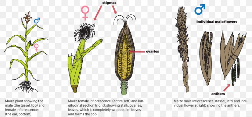 Grasses Plant Reproduction Asexual Reproduction, PNG, 890x414px, Grasses, Asexual Reproduction, Biology, Commodity, Fertilisation Download Free