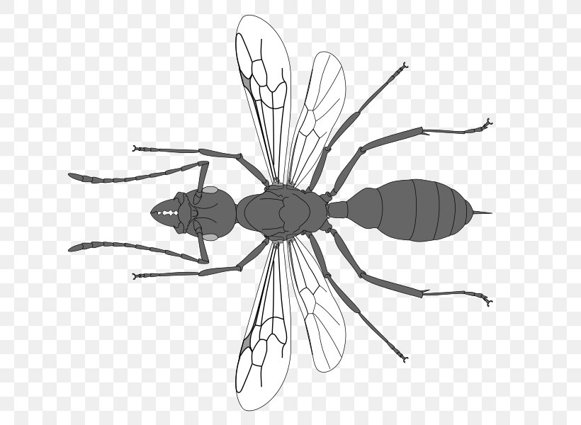 Insect Line Art Pollinator Clip Art, PNG, 712x600px, Insect, Arthropod, Artwork, Black And White, Fly Download Free