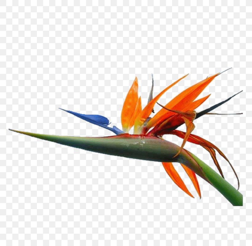 Les Arcs Macaw Orange S.A. Plant Stem Feather, PNG, 800x800px, Les Arcs, Beak, Bird, Feather, Flower Bouquet Download Free