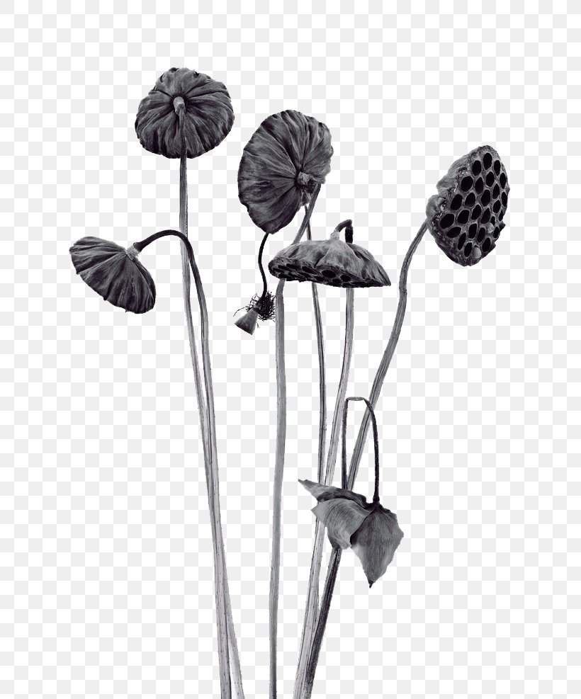 Nelumbo Nucifera Budaya Tionghoa Lotus Effect Icon, PNG, 658x987px, Nelumbo Nucifera, Autumn, Black And White, Branch, Budaya Tionghoa Download Free