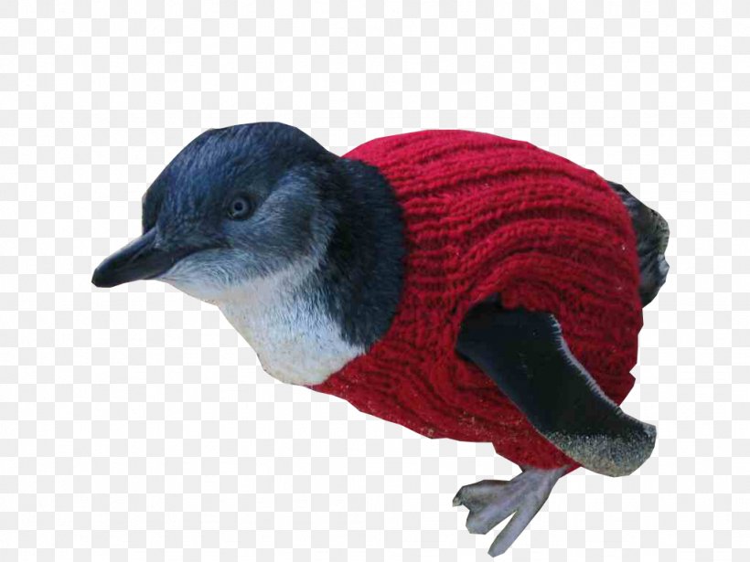 Penguin Fauna Beak, PNG, 1024x768px, Penguin, Beak, Bird, Fauna, Flightless Bird Download Free