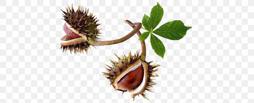 European Horse-chestnut Stock Photography Conkers, PNG, 500x333px, Chestnut, Annatto, Buckeyes, Can Stock Photo, Conkers Download Free