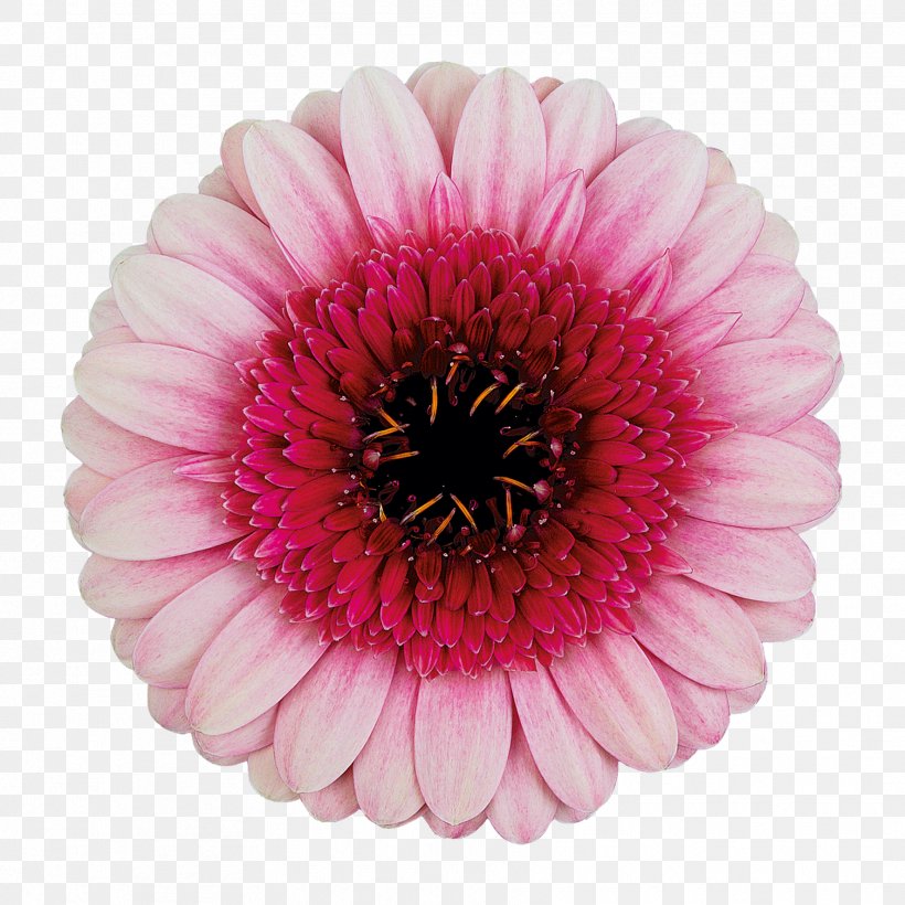 Transvaal Daisy Cut Flowers Pink Color, PNG, 1772x1772px, Transvaal Daisy, Annual Plant, Aster, Centimeter, Color Download Free