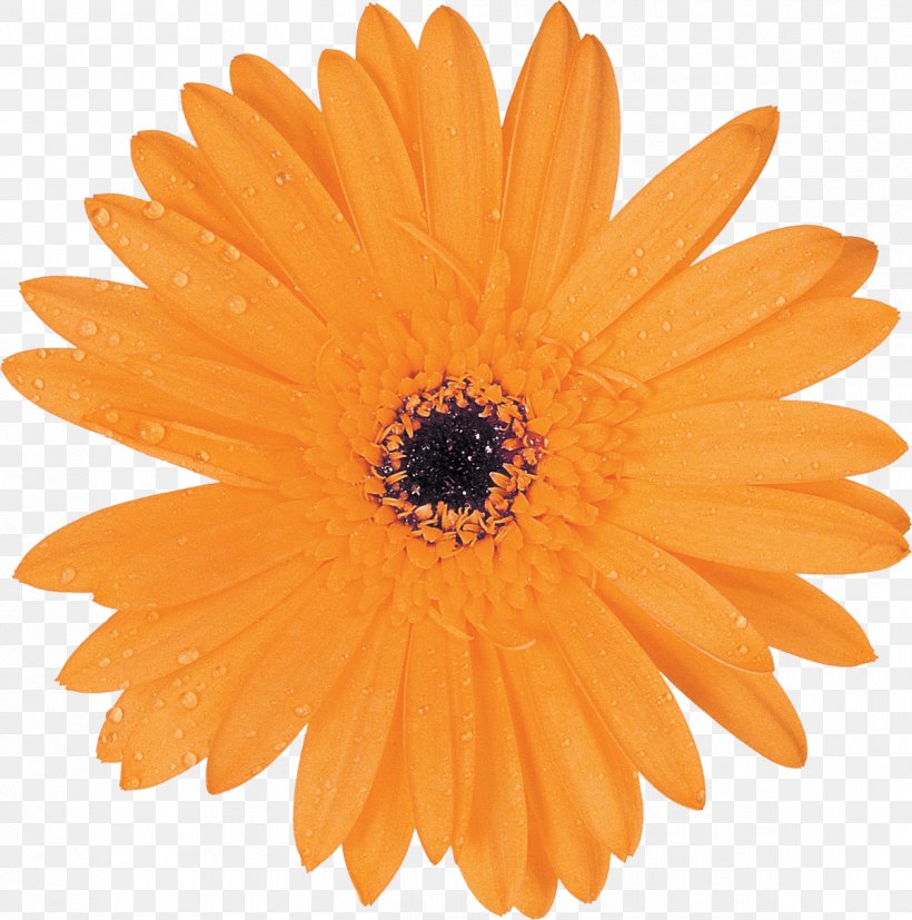 Common Daisy Transvaal Daisy Orange Clip Art, PNG, 1200x1211px, Common Daisy, Blue, Calendula, Color, Cut Flowers Download Free