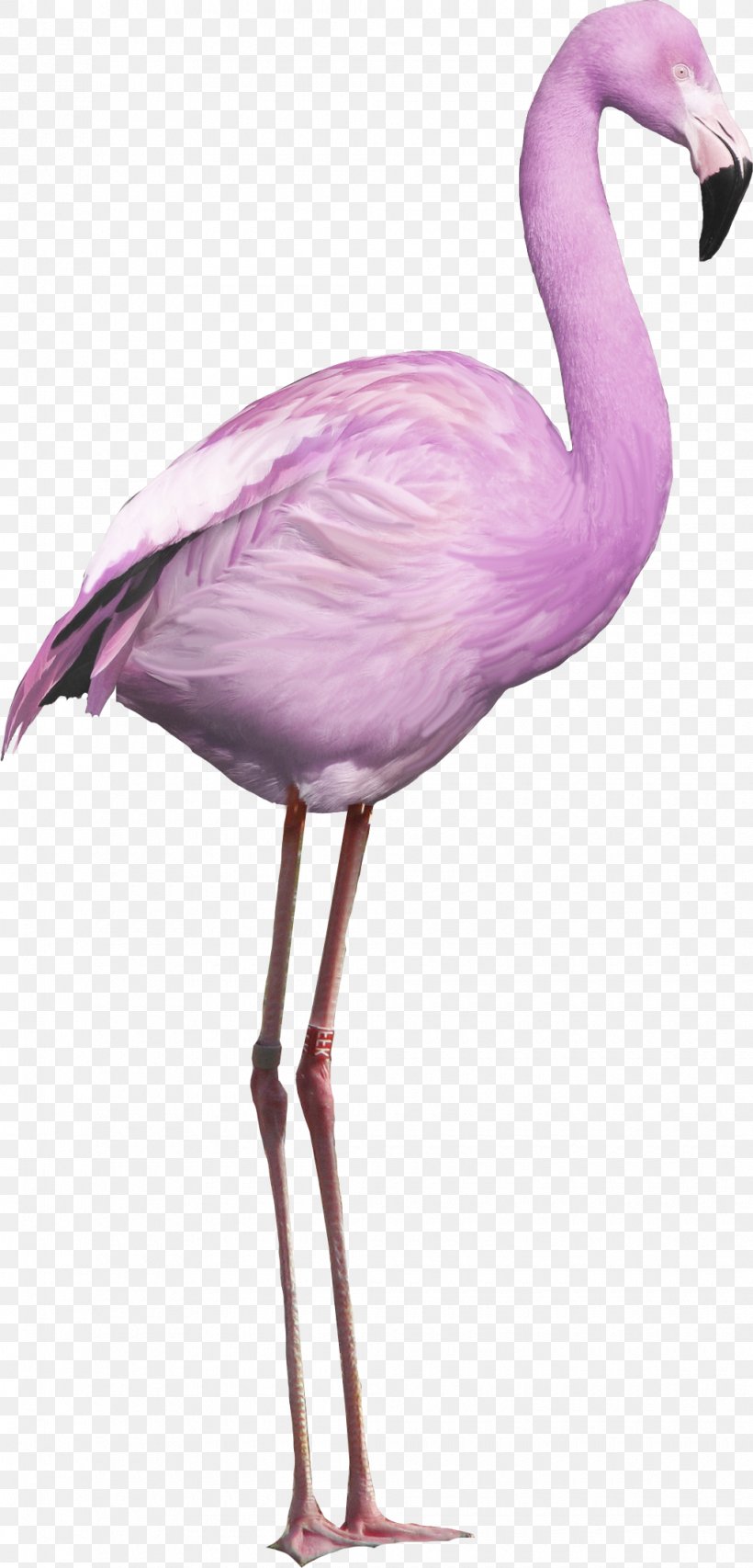 Flamingos, PNG, 1020x2123px, Bird, Beak, Crane Like Bird, Flamingo, Flamingos Download Free