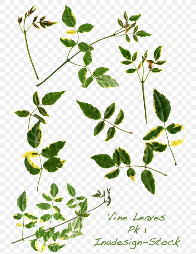 Leaf Vine Plant Stem Clip Art, PNG, 752x1063px, Leaf, Autumn Leaf Color, Branch, Color, Drawing Download Free