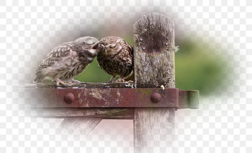 Owl Calendar 0 Beak A4, PNG, 800x500px, 2018, Owl, Art, Beak, Bird Download Free