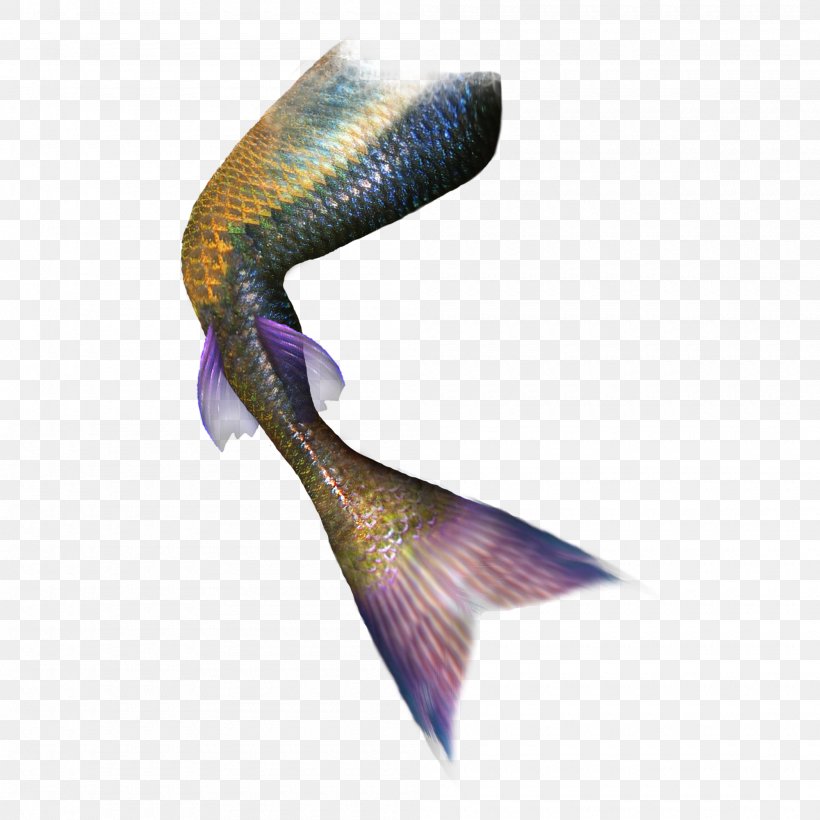 Tail Mermaid Green Fish, PNG, 2000x2000px, Mermaid, Computer Software, Coreldraw, Digital Image, Purple Download Free