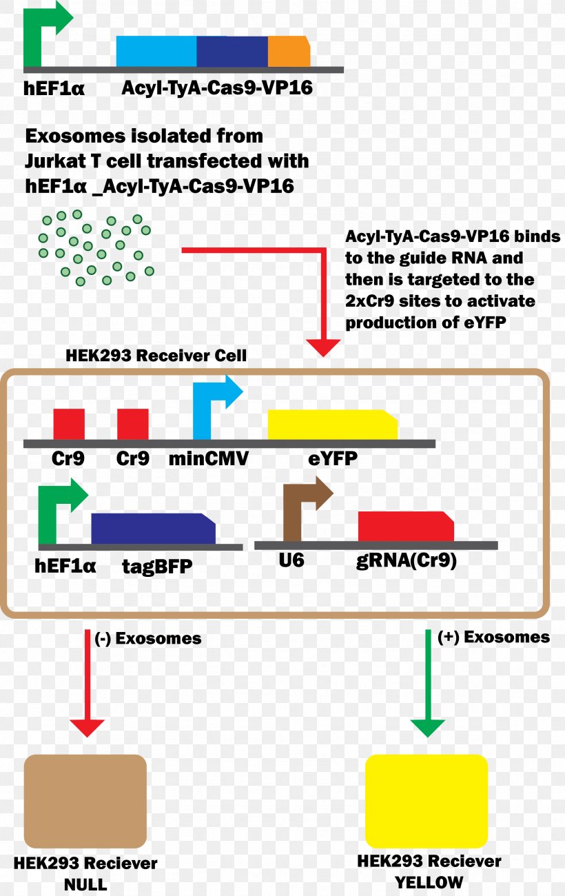 Exosome CRISPR Cas9 Herpes Simplex Virus Protein Vmw65 DNA, PNG, 2359x3740px, Exosome, Area, Bacteria, Biobrick, Cell Download Free