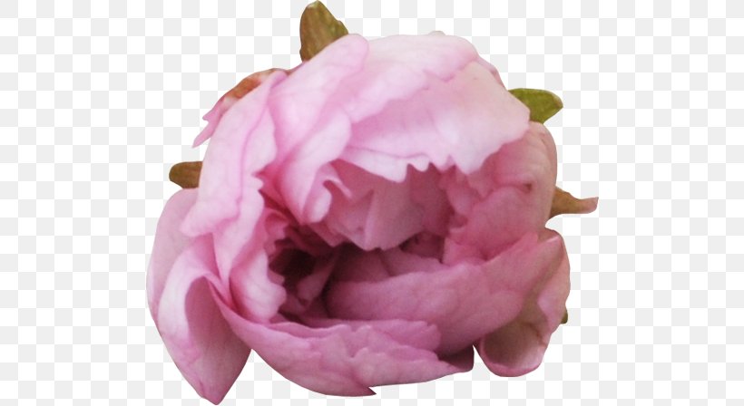 Garden Roses Centifolia Roses Peony Clip Art, PNG, 500x448px, Garden Roses, Centifolia Roses, Digital Image, Flower, Flowering Plant Download Free