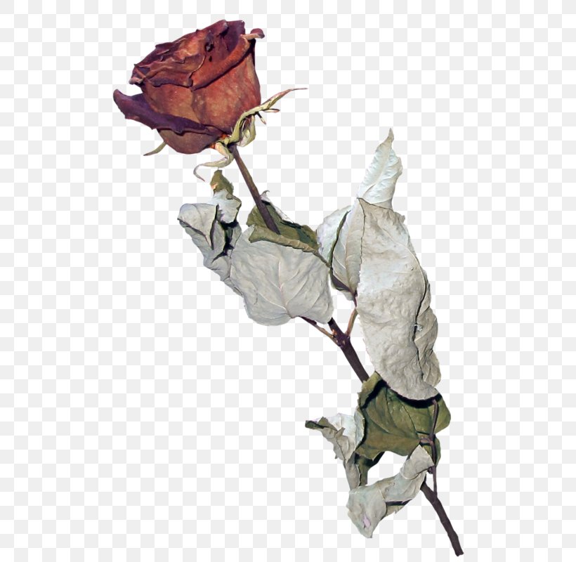 Garden Roses Flower Herbarium Cabbage Rose, PNG, 516x800px, Garden Roses, Blossom, Cabbage Rose, Flower, Flowering Plant Download Free