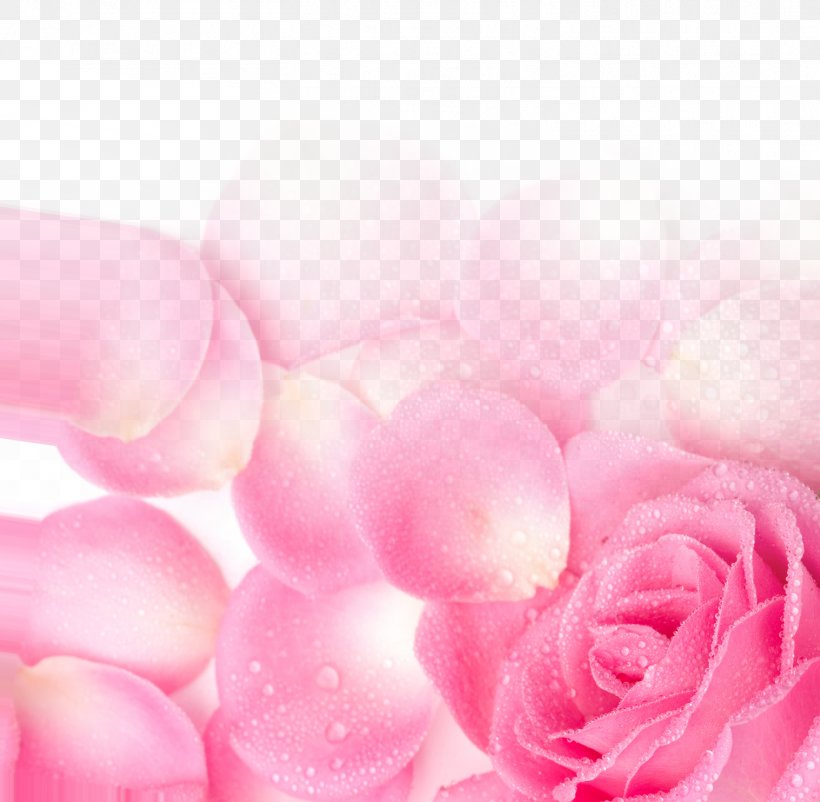 Garden Roses Pink Petal Wallpaper, PNG, 1516x1483px, Garden Roses, Close Up, Dia Dos Namorados, Flower, Heart Download Free