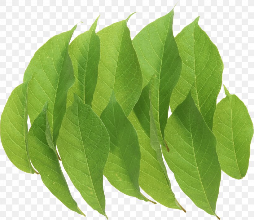 Leaf Icon Clip Art, PNG, 2248x1947px, Image Resolution, Clipping Path, Computer Graphics, Graphics Software, Herb Download Free