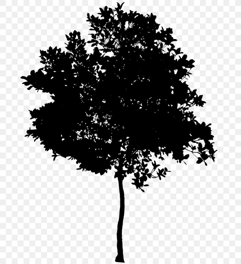 Vector Graphics Image Silhouette Photography, PNG, 685x900px, Silhouette, Blackandwhite, Branch, Deciduous, Drawing Download Free