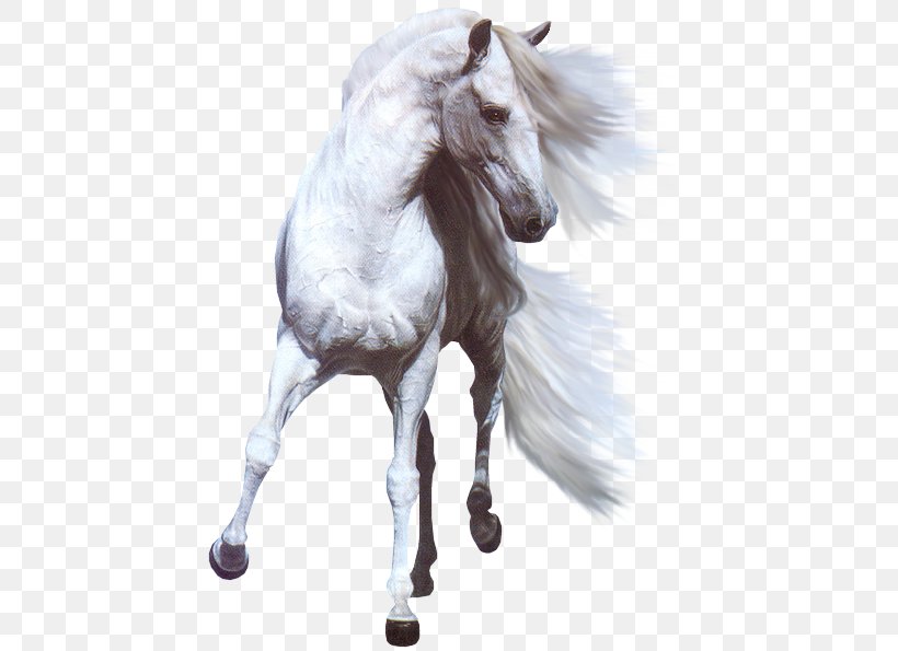White Horse Stallion Photography, PNG, 455x595px, Horse, Animal, Animation, Horse Like Mammal, Horse Tack Download Free