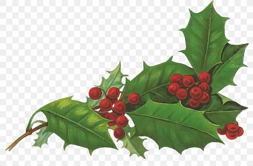 Christmas Holly Ilex Holly, PNG, 1300x852px, Christmas Holly, American Holly, Chinese Hawthorn, Christmas, Flower Download Free