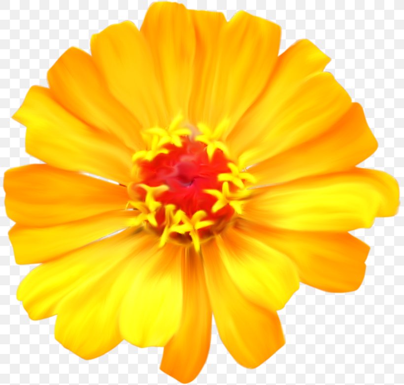 Clip Art, PNG, 811x783px, Chrysanthemum, Annual Plant, Calendula, Cosmos Sulphureus, Cut Flowers Download Free