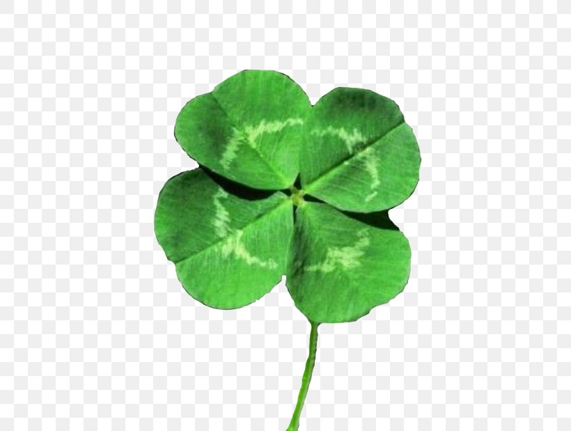White Clover Four-leaf Clover Luck Shamrock Saint Patrick's Day, PNG, 500x619px, White Clover, Annual Plant, Clover, Fairy, Flag Of Ireland Download Free