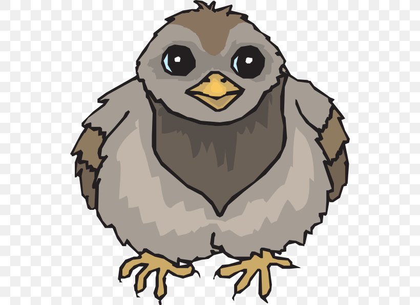 Bird Owl Columbidae Clip Art, PNG, 546x596px, Bird, Animal, Beak, Bird Of Prey, Color Download Free