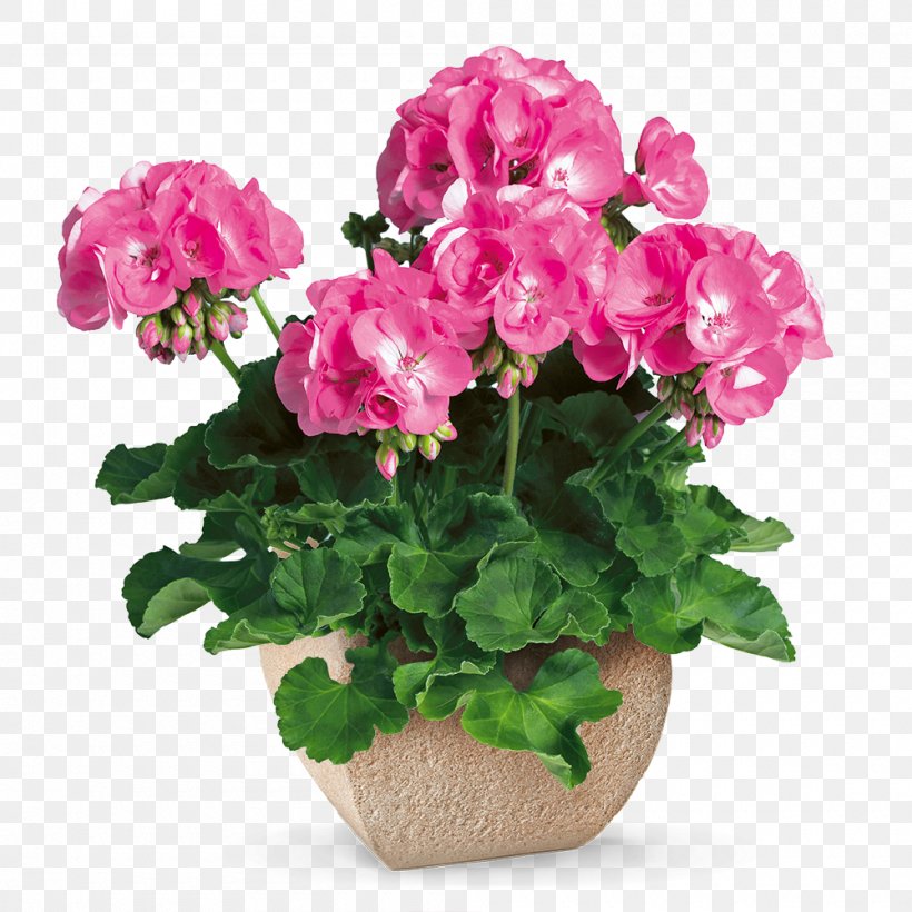 Garden Roses Flower Sweet Scented Geranium Cutting Plant, PNG, 1000x1000px, Garden Roses, Annual Plant, Artificial Flower, Bedding, Cut Flowers Download Free