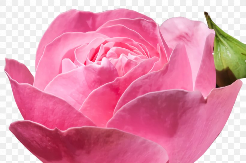 Pink Flower Cartoon, PNG, 1224x816px, Rose, Bloom, Blossom, Botany, Bud Download Free