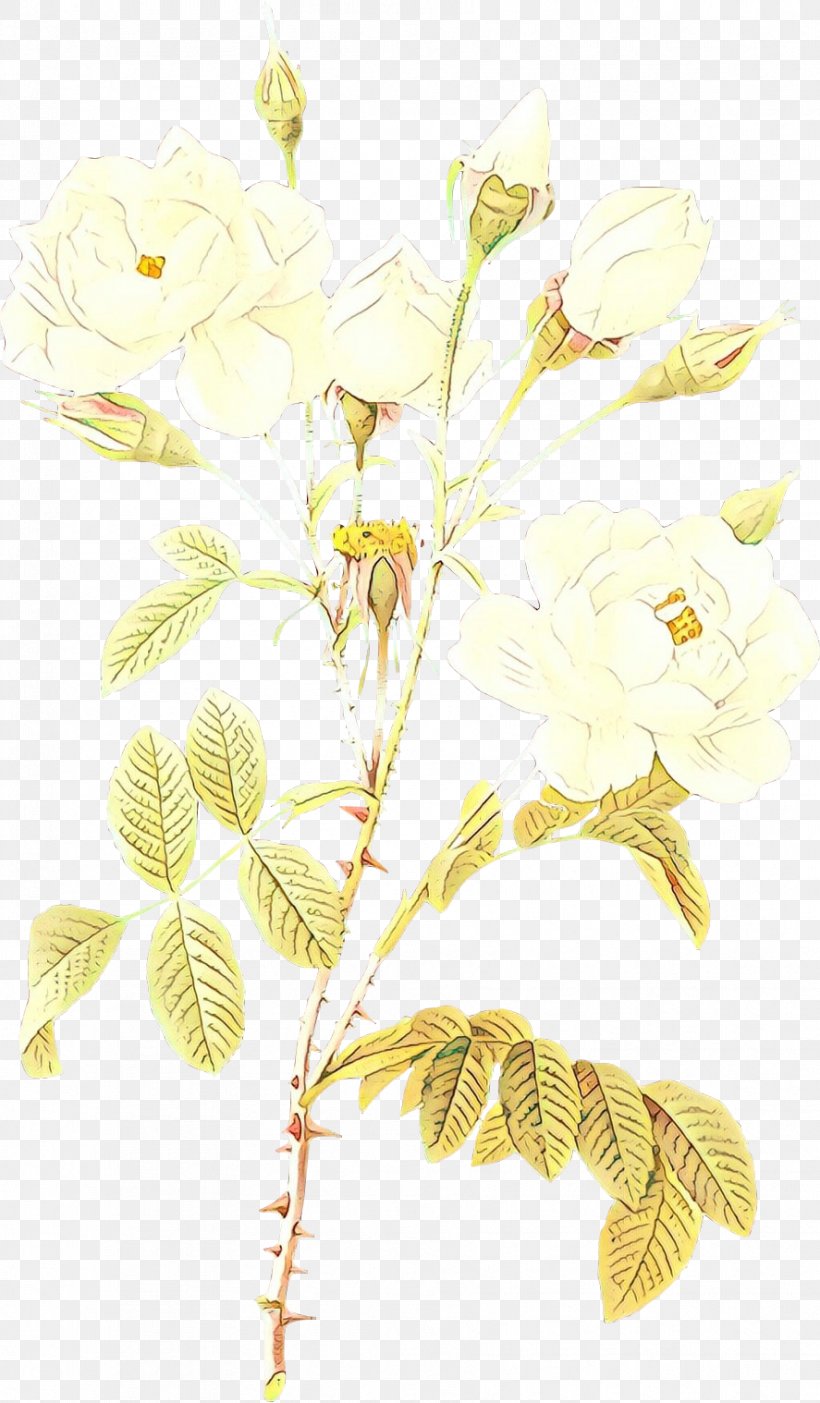 Image Clip Art Psd Vector Graphics, PNG, 887x1518px, White Rose Of York, Botany, Branch, Flower, Flowering Plant Download Free