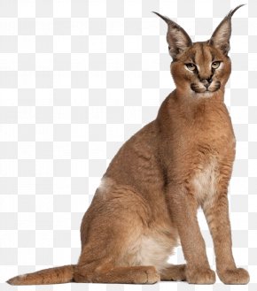 Cat - Cat Caracal Felidae Lynx Stock Photography PNG