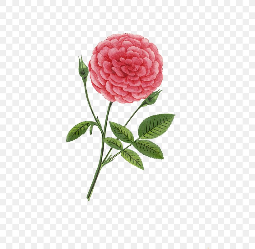 Cut Flowers Garden Roses Centifolia Roses Camellia, PNG, 525x800px, Flower, Blossom, Camellia, Centifolia Roses, Cut Flowers Download Free