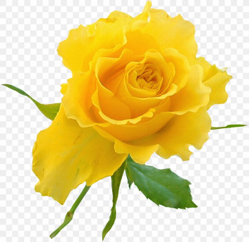 Garden Roses Yellow Flower Clip Art, PNG, 1200x1167px, Rose, Austrian Briar, Blue, Cut Flowers, Floribunda Download Free