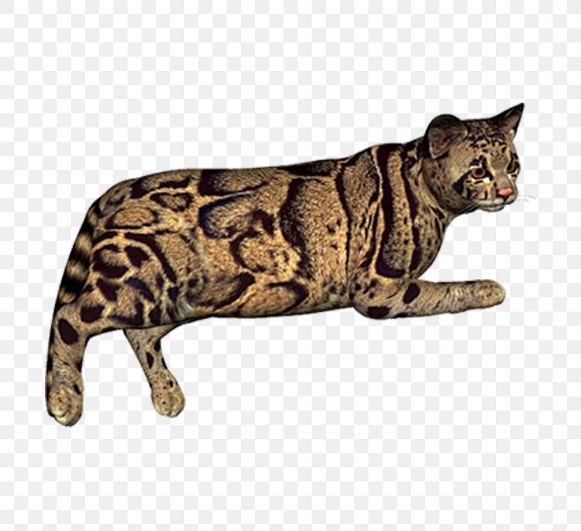 Leopard Cheetah Eurasian Lynx, PNG, 750x750px, Leopard, Animal, Bengal, Big Cats, California Spangled Download Free