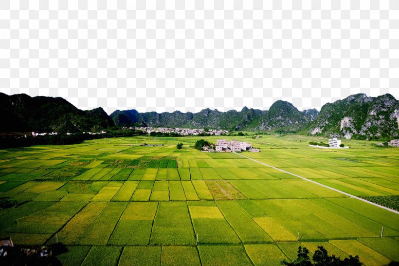 Paddy Field Rice Agriculture, PNG, 2126x1417px, Paddy Field, Agriculture, Crop, Field, Five Grains Download Free