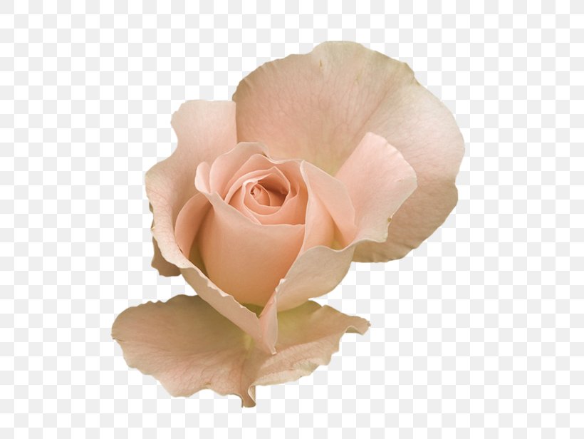 Rose Flower Desktop Wallpaper Clip Art, PNG, 600x616px, Rose, Cut Flowers, Flower, Flower Bouquet, Flowering Plant Download Free