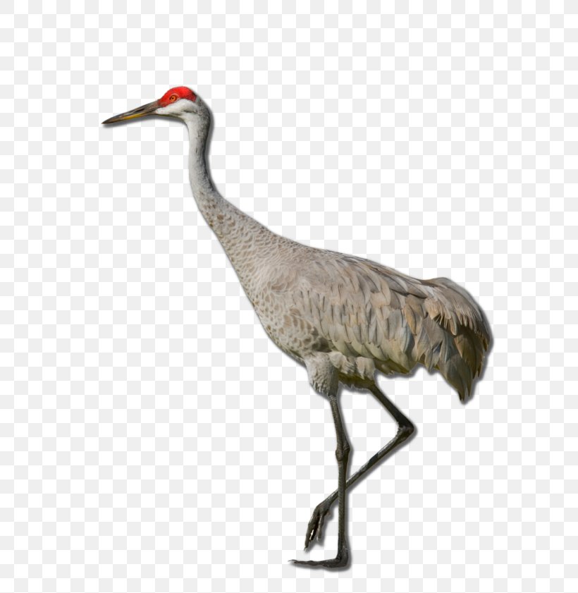 Sandhill Crane Red-crowned Crane Definition Clip Art, PNG, 769x841px, Crane, Beak, Bird, Crane Like Bird, Definition Download Free