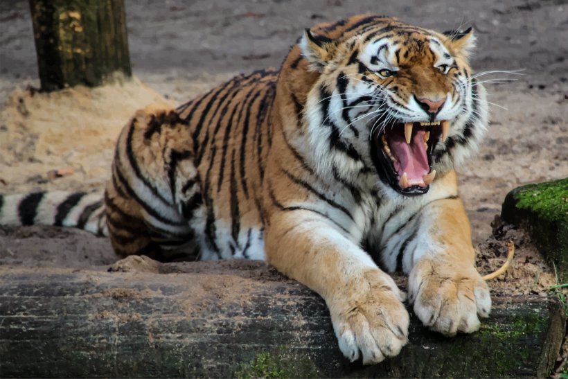 Sumatran Tiger Siberian Tiger Bengal Tiger Cat Felidae, PNG, 2399x1601px, Sumatran Tiger, Animal, Apex Predator, Bengal Tiger, Big Cat Download Free